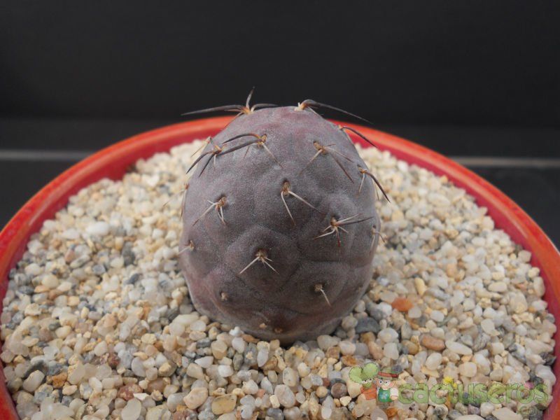 A photo of Tephrocactus geometricus