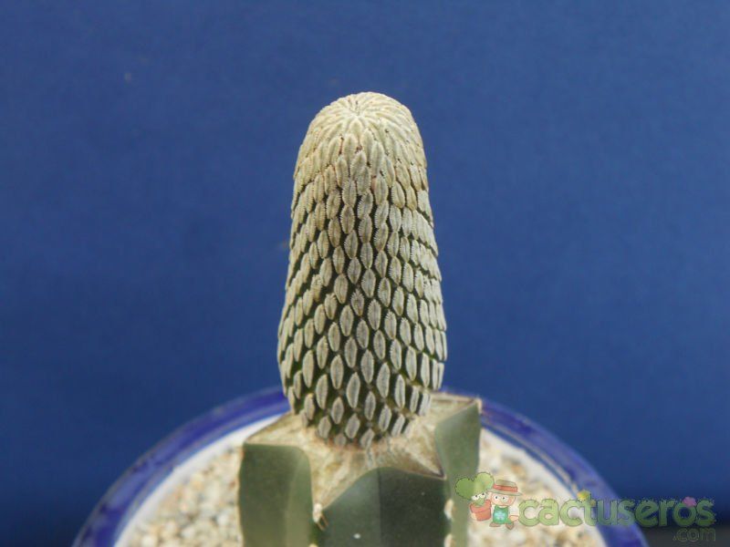 Una foto de Pelecyphora aselliformis