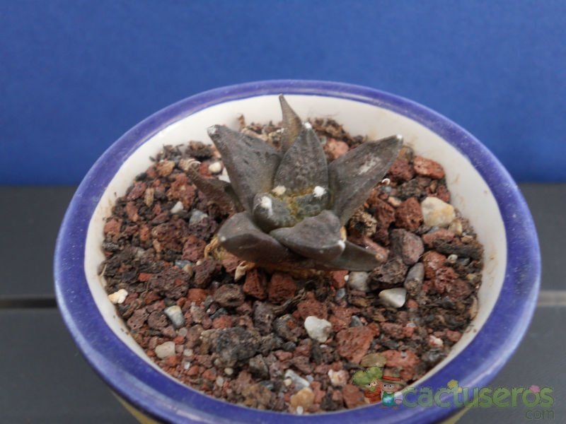 A photo of Ariocarpus retusus