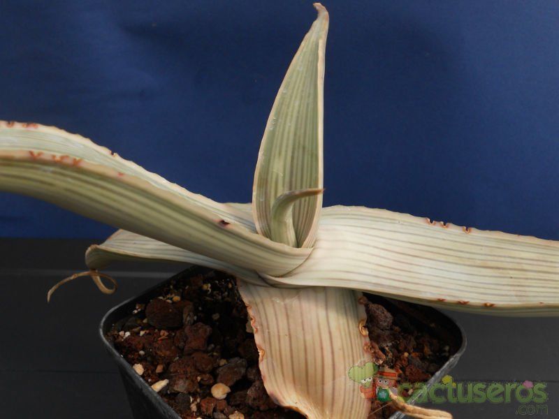 A photo of Aloe karasbergensis