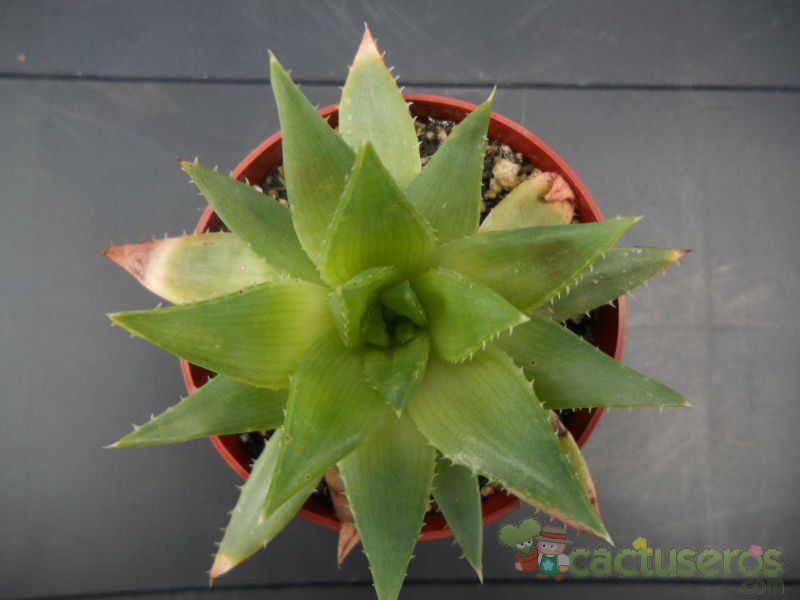 A photo of Aloe polyphylla