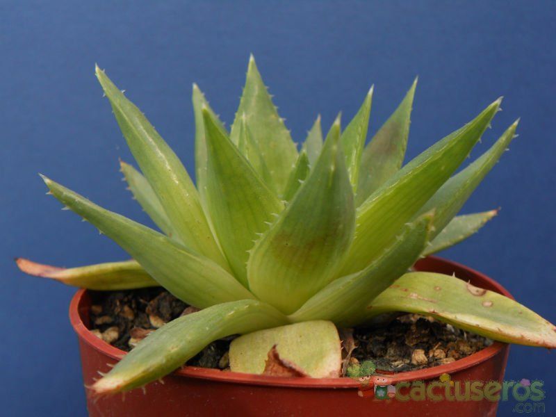 Una foto de Aloe polyphylla