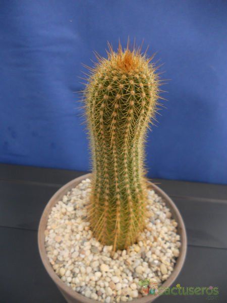 A photo of Echinopsis angelesiae