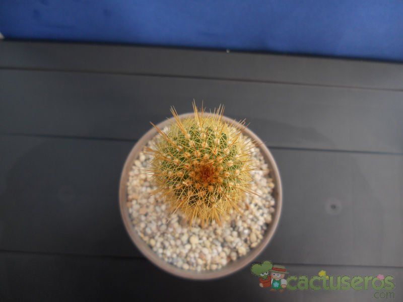 A photo of Echinopsis angelesiae