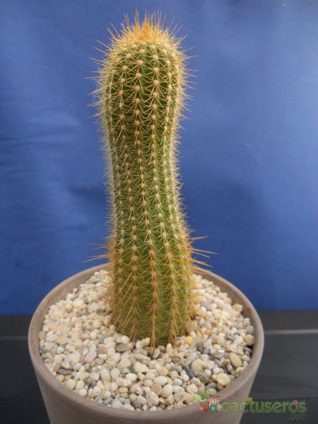 A photo of Echinopsis angelesiae