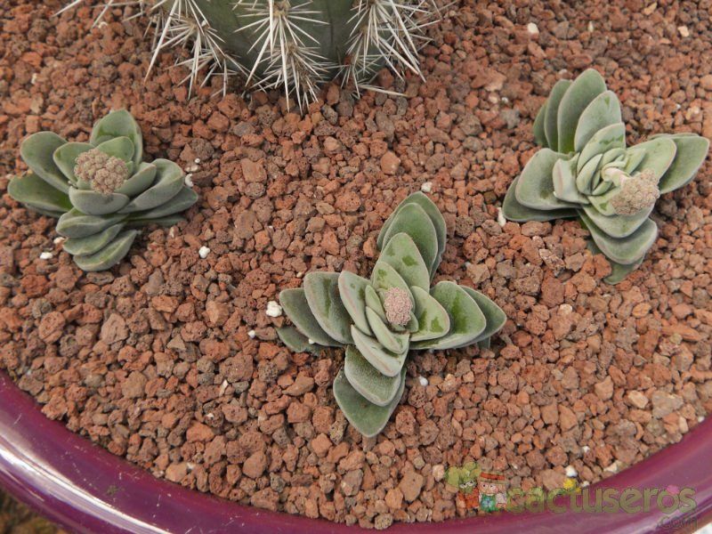 Una foto de Crassula x Coralita (C. perfoliata var. falcata x C. susannae) (Hibrido)