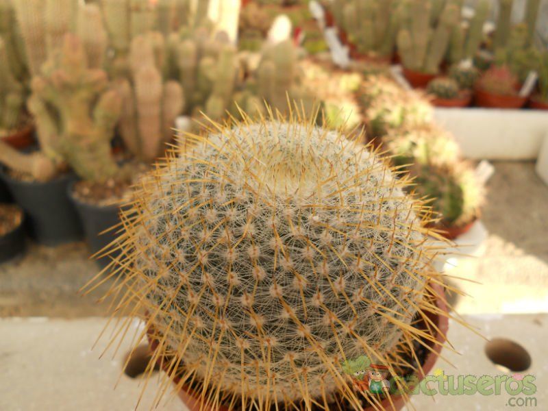 A photo of Mammillaria muehlenpfordtii