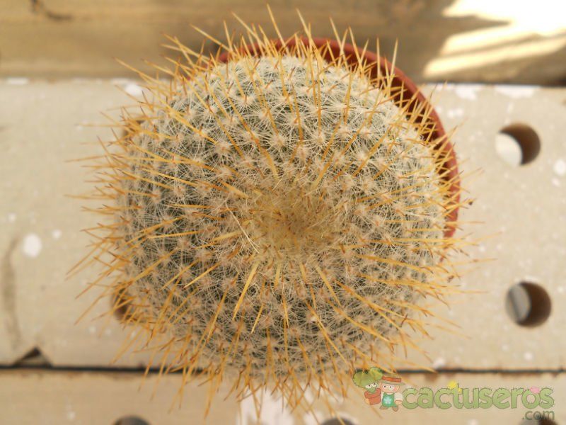 A photo of Mammillaria muehlenpfordtii