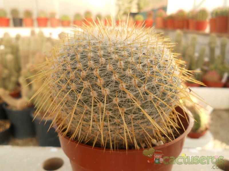 A photo of Mammillaria muehlenpfordtii