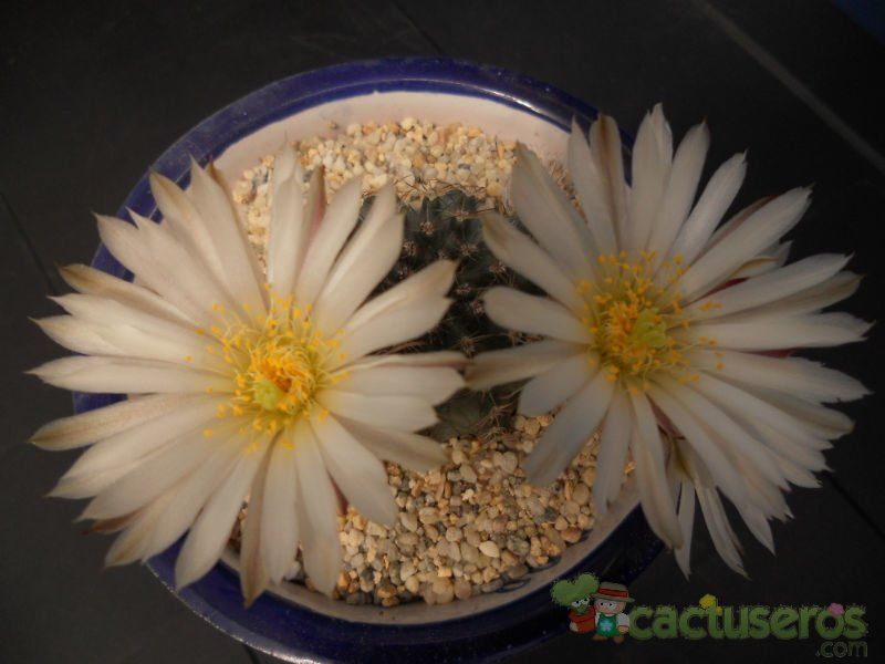 A photo of Echinocereus pulchellus ssp. sharpii