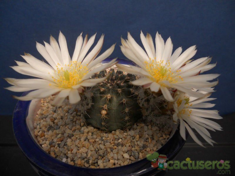 A photo of Echinocereus pulchellus ssp. sharpii