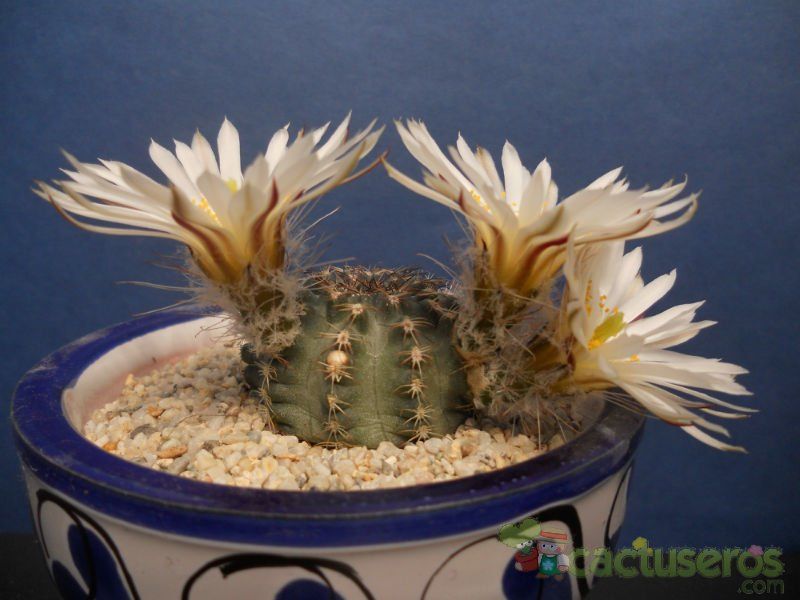 A photo of Echinocereus pulchellus ssp. sharpii