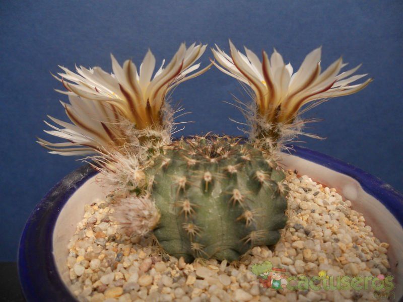 A photo of Echinocereus pulchellus ssp. sharpii