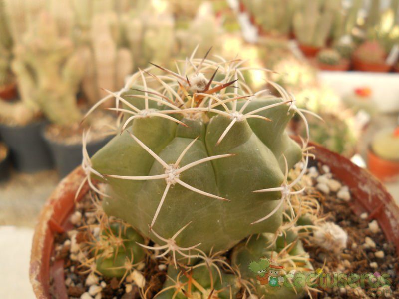 Una foto de Matucana paucicostata