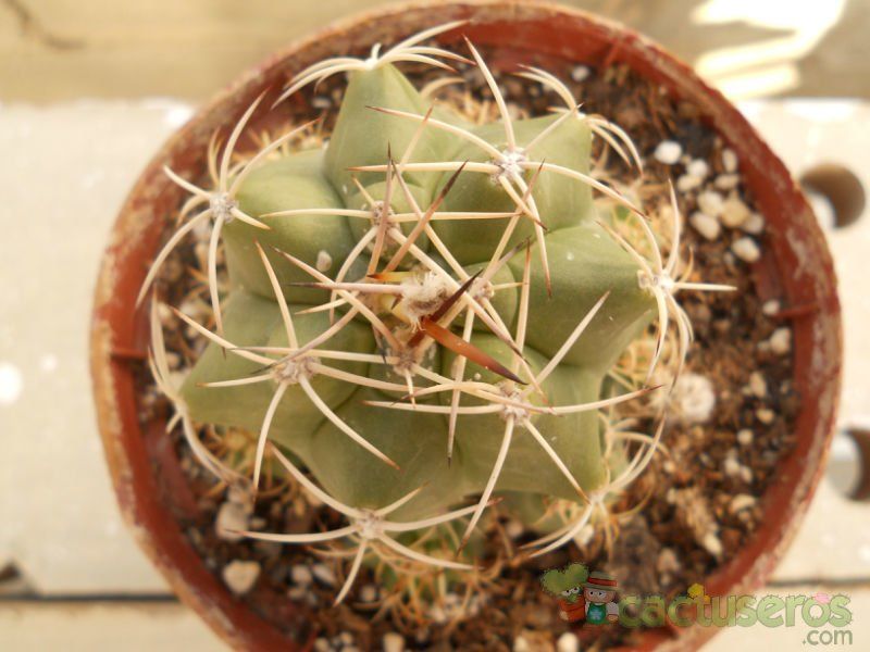 Una foto de Matucana paucicostata