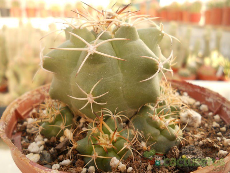 Una foto de Matucana paucicostata