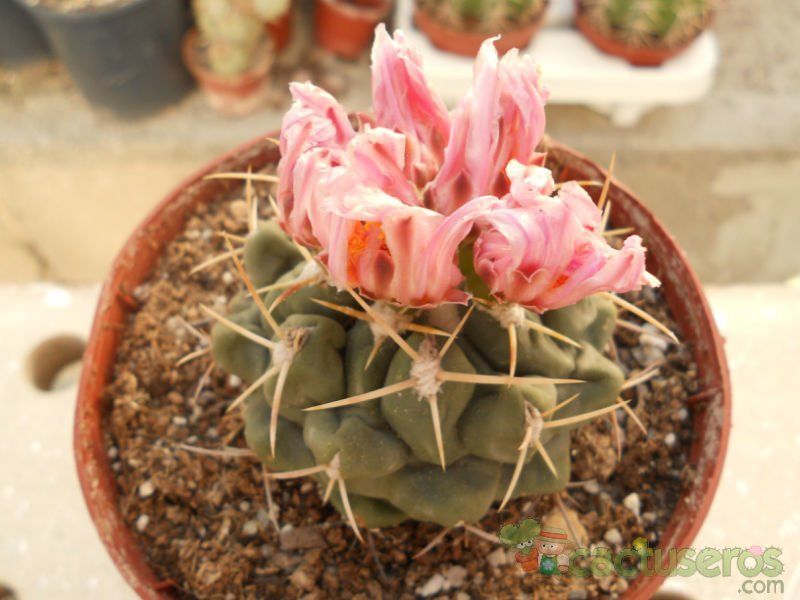 A photo of Thelocactus hexaedrophorus
