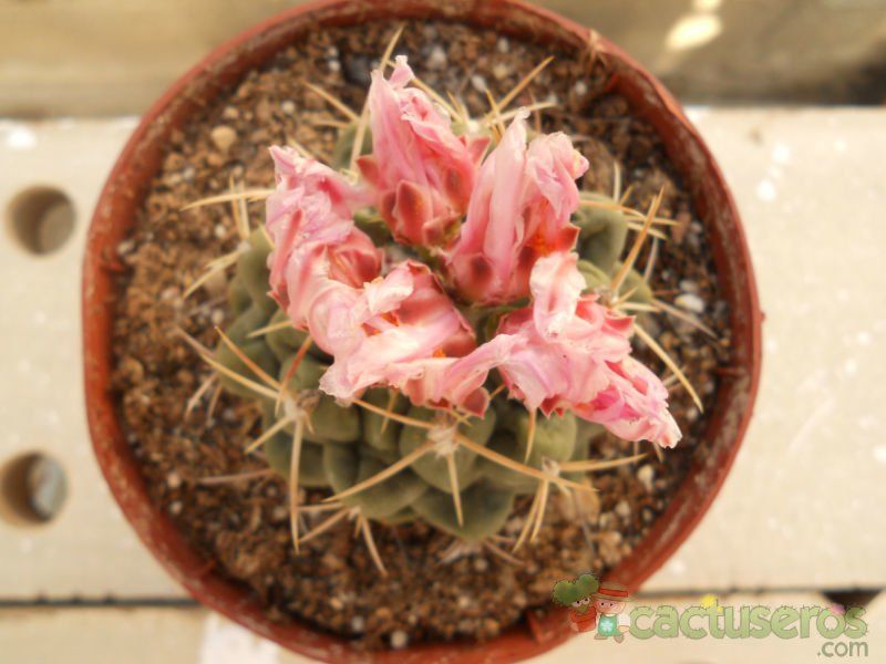 A photo of Thelocactus hexaedrophorus