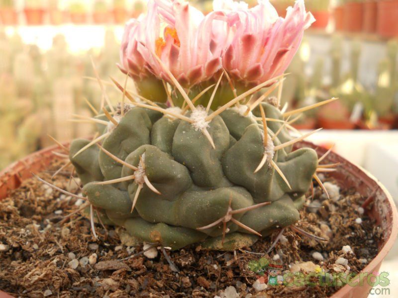 A photo of Thelocactus hexaedrophorus