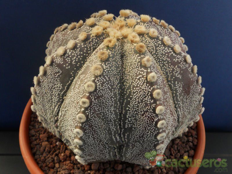 Una foto de Astrophytum asterias x Astrophytum capricorne AS-CAP (Hibrido)