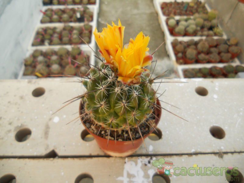 Una foto de Thelocactus conothelos ssp. aurantiacus