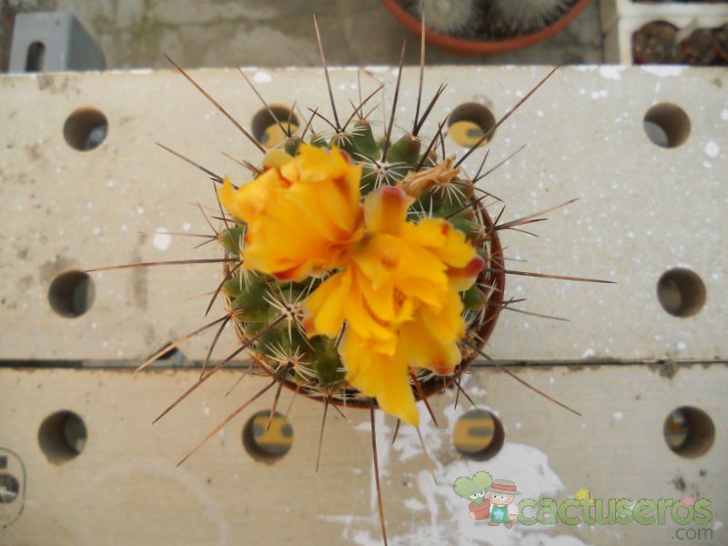 Una foto de Thelocactus conothelos ssp. aurantiacus