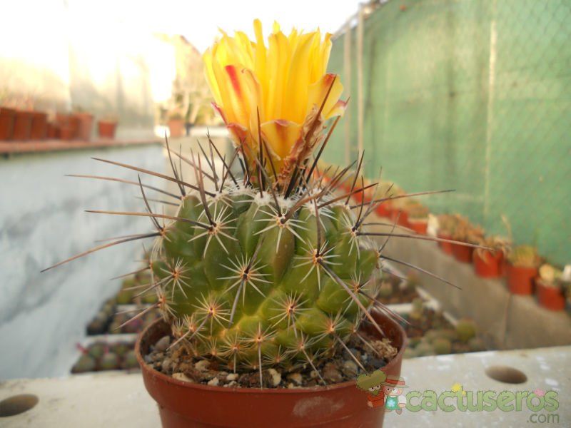 Una foto de Thelocactus conothelos ssp. aurantiacus