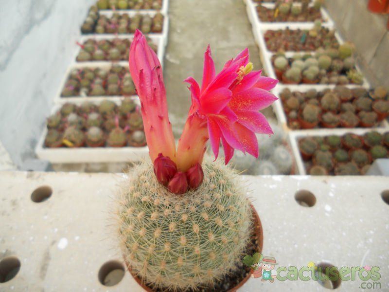 A photo of Matucana haynei