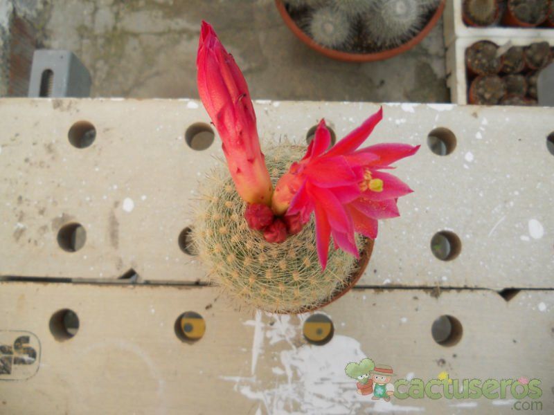 A photo of Matucana haynei