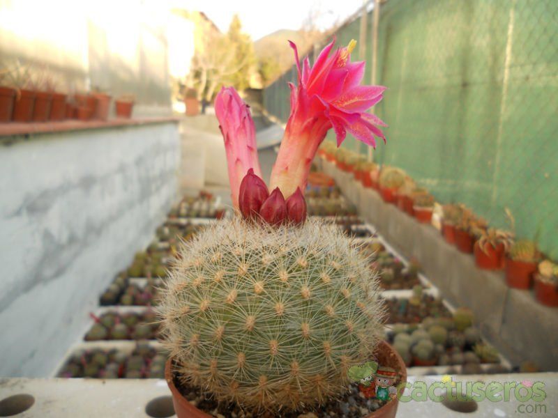 A photo of Matucana haynei
