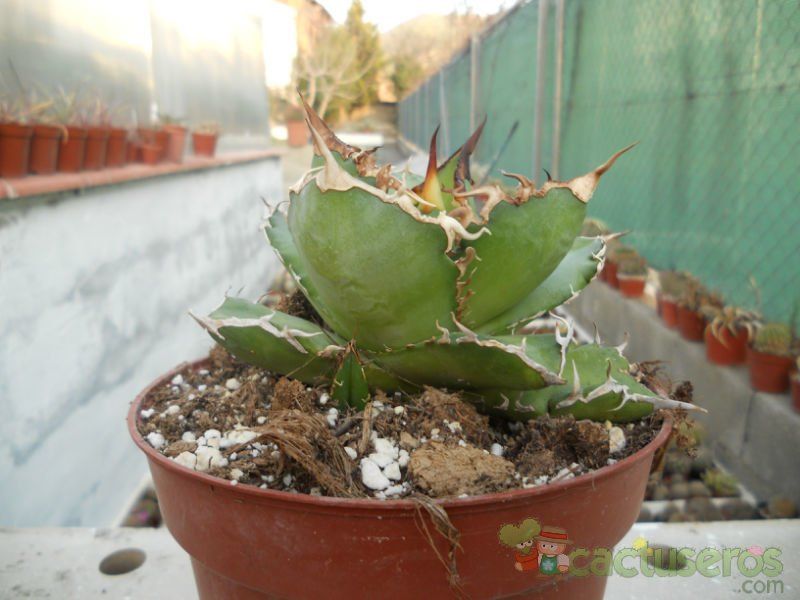 A photo of Agave titanota