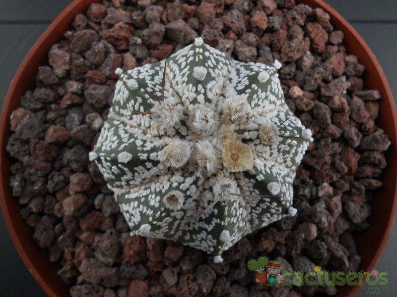 Una foto de Astrophytum asterias cv. Superkabuto x Astrophytum capricorne SK-CAP (Hibrido)