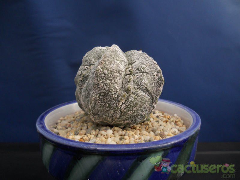 Una foto de Astrophytum myriostigma cv. Hakuun x Fukuryu