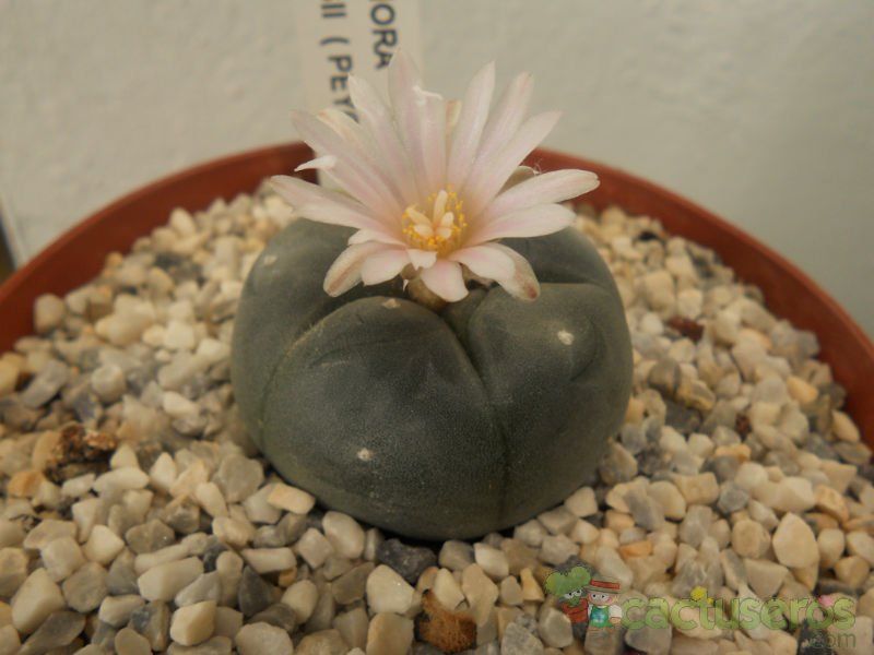 A photo of Lophophora williamsii