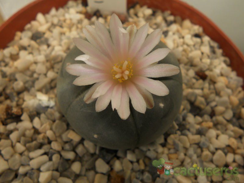 A photo of Lophophora williamsii