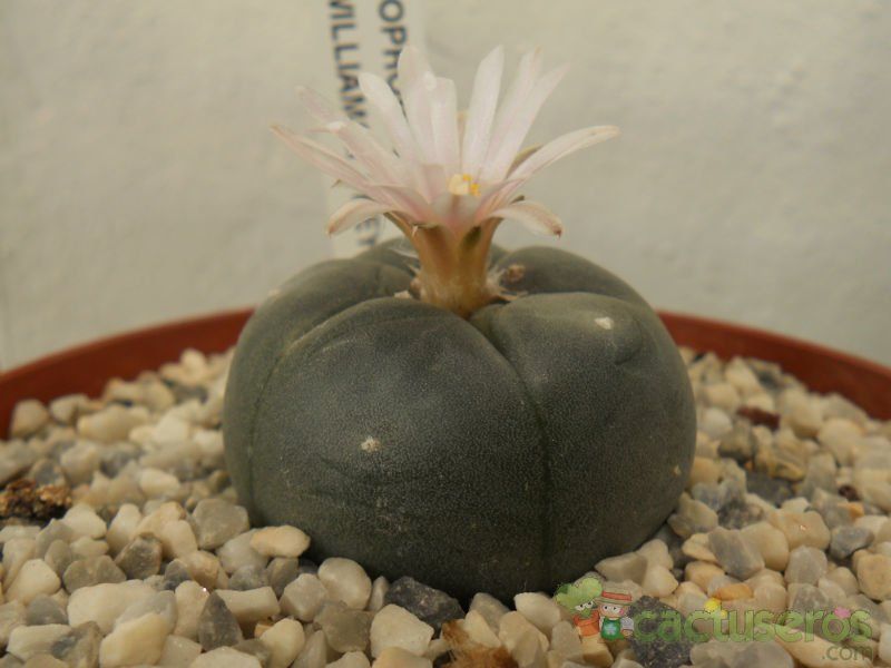 A photo of Lophophora williamsii