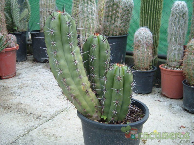Una foto de Pachycereus fulviceps