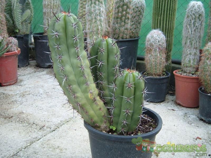 Una foto de Pachycereus fulviceps