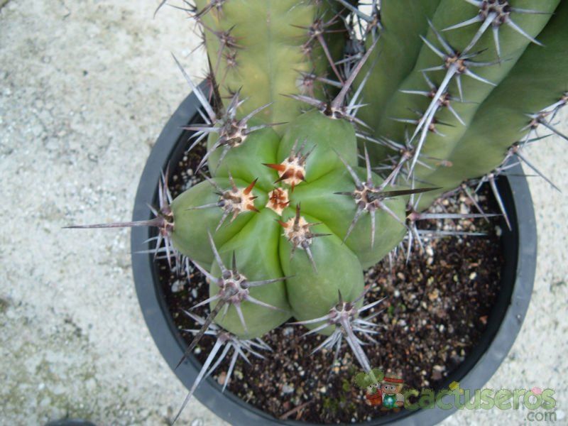 Una foto de Pachycereus fulviceps