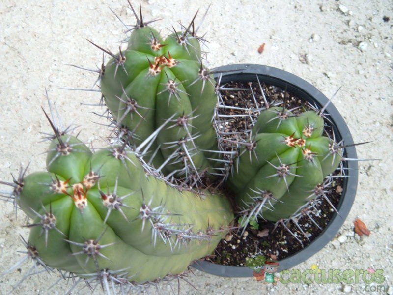 Una foto de Pachycereus fulviceps