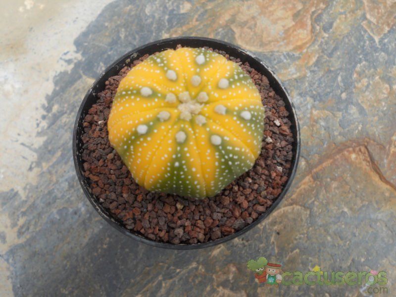 Una foto de Astrophytum asterias fma. variegada