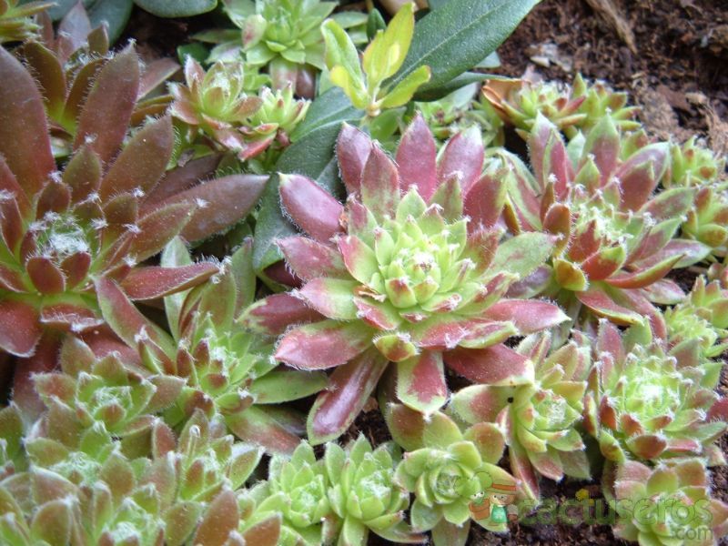 Una foto de Sempervivum fauconnettii var. rubellum