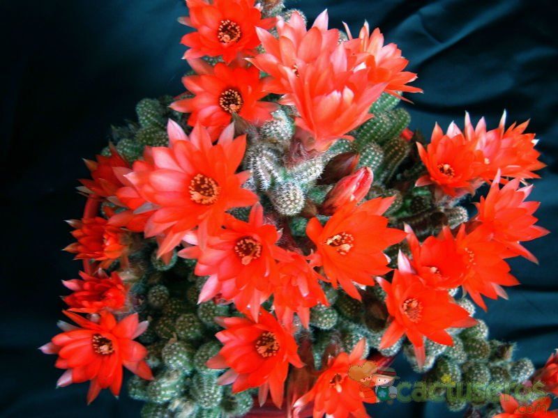 A photo of Echinopsis chamaecereus