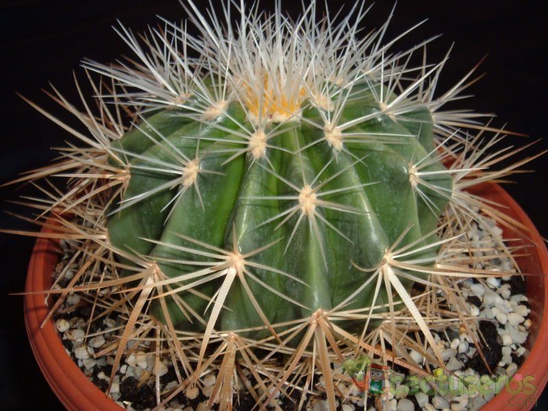 Una foto de Echinocactus grusoni