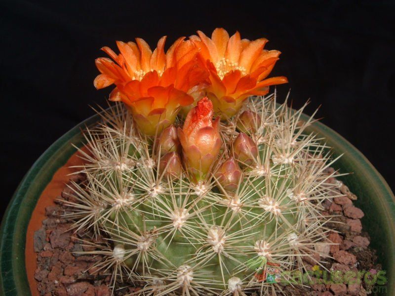 Una foto de Weingartia neocumingii