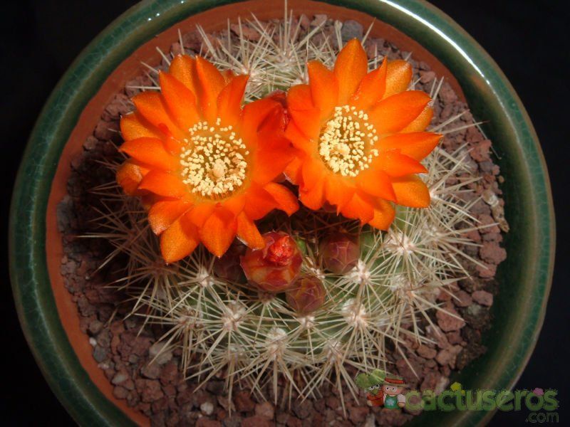 Una foto de Weingartia neocumingii