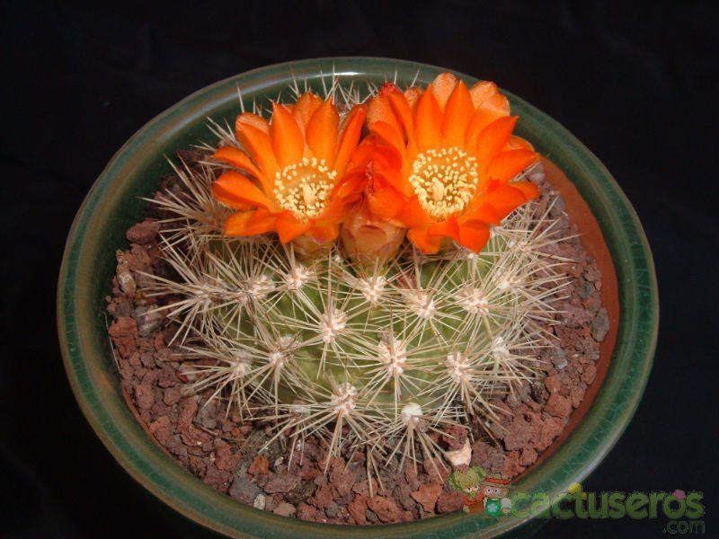 Una foto de Weingartia neocumingii