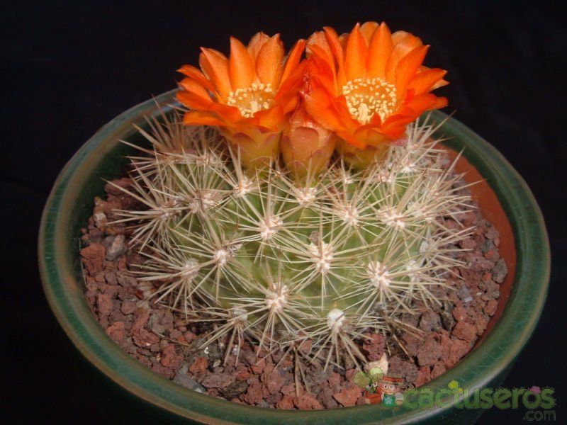 Una foto de Weingartia neocumingii