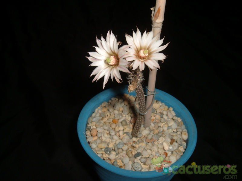 Una foto de Echinocereus leucanthus