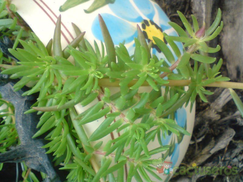 Una foto de Portulaca grandiflora